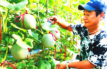 三亚甜瓜获国家农产品地理标志证书