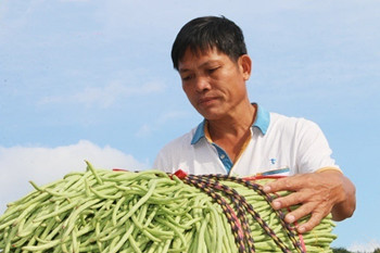 三亚南繁扶贫豇豆变成致富“金豆豆”