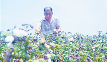 南繁棉花新品种石远321：对照增产26.5％