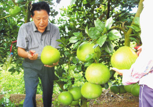 大甲珍珠柚：深山之中，绿色食品