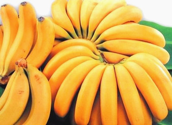 陵水下园香蕉：香甜可口营养价值高