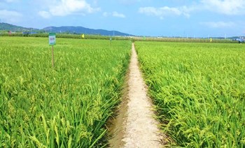 国家南繁（陵水）椰林镇水稻育种基地