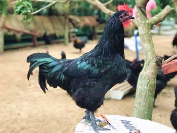 陵水五黑鸡：品种珍稀，含有丰富的营养