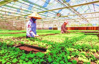 三亚热带农业科学研究院瓜菜良苗助力增收