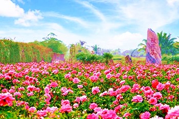 三亚玫瑰谷，阵阵花香美的像仙境一般的地方