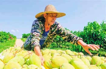 昌江农业结构持续优化农业发展遍地开花 