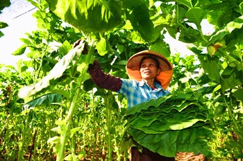 昌江雪茄烟叶：香气较纯正、较浓郁，劲头适中