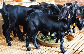 乌烈黑山羊：肉质富有弹性，脂肪少，肉味鲜