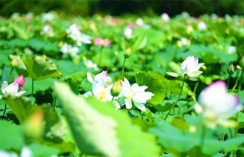 海口：荷花绽放时节，清香弥漫在空气中