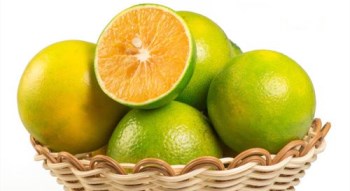 陵水有机绿橙：果实口感好甜度高水分多