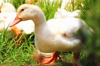 澄迈新吴鸭：生态立体养殖水面上放养的肉鸭