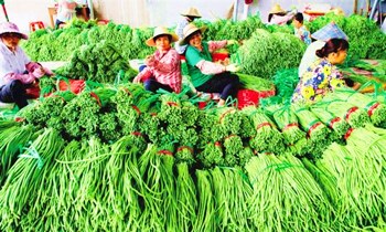 澄迈豇豆：味道鲜美，食用方法多种多样