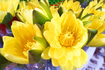 澄迈香水莲花：花瓣阔而饱满、颜色鲜艳，香味浓郁