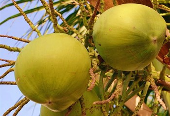 “文昌椰子”获农业部农产品地理标志认证