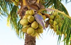文昌将椰子种植面积增至33万亩年产椰果超过2亿个