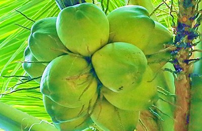 文昌：阳光东海岸盛产好椰子