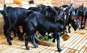 儋州黑山羊：风味独特、醇香无比的佳肴
