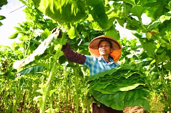 儋州雪茄烟叶：香气较纯正、较浓郁，劲头适中