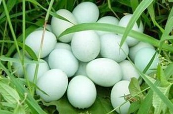 儋州绿壳鸡蛋：近年来广受欢迎的海南特产