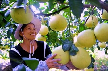 儋州：因地制宜打造热带高效农业品牌经济