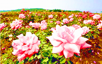儋州玫瑰花：浓浓的花香中洋溢着浪漫气息