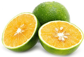 东方绿橙：甜度高、皮薄汁多、化渣率高