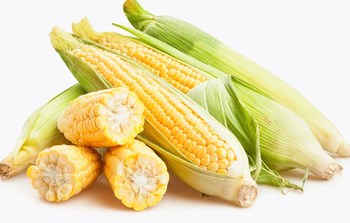 东方甜玉米在口感上更广受消费者喜爱