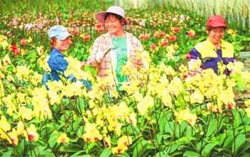 海南全省花卉生产面积达19.6万亩，年产值达54亿元