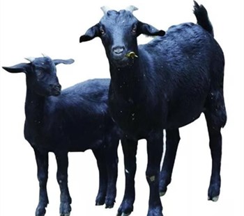 东方黑山羊：肥而不腻，膻味小，味道鲜美