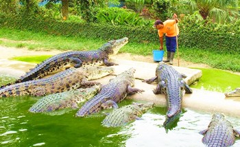东方三家镇大力发展鳄鱼特色养殖产业