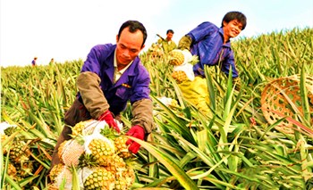 万宁推广菠萝标准化种植促进菠萝产业提质增效