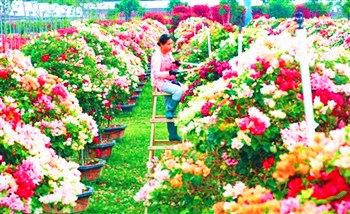 昌江发展热带园林花卉产业打造“四季花海”