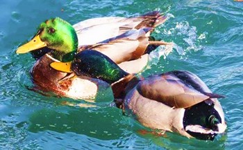 海口琼山区“甲子绿头鸭”获评国家地理标志证明商标