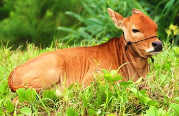 琼中小黄牛：野外散养，肉质细嫩、味道鲜美