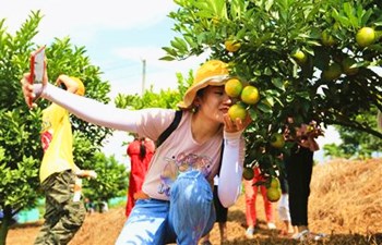 琼中：6大绿橙果园对外开放，供游客观光采摘