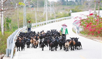 昌江排岸村村民通过养羊实现脱贫致富