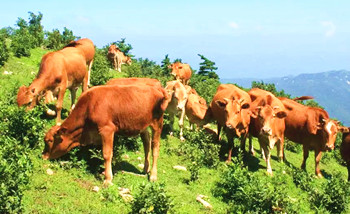 乐东小黄牛：野生放养且肉质细嫩、味道鲜美