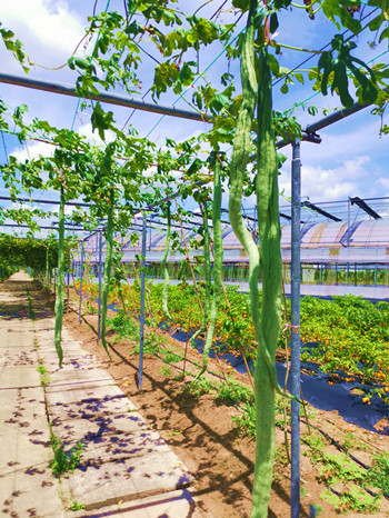 文昌航天瓜菜性状稳定果蔬进入试种阶段