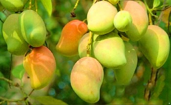 乐东芒果种植面积仅次于三亚市，位居全省第二
