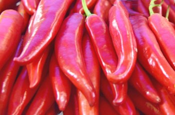 定安红辣椒：肉厚耐运输，产量高，色泽鲜艳