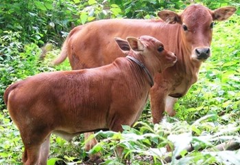 定安小黄牛：且肉质结实、纤维细嫩、柔软爽脆