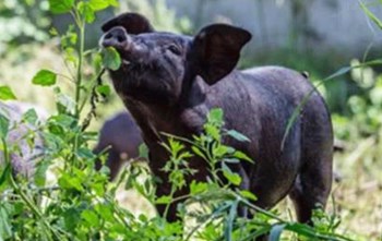 屯昌黑猪：瘦肉胶质高、肉质细味道可口