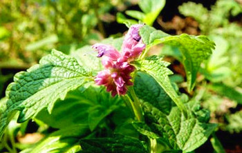 屯昌广藿香：芳香植物，其芳香油具浓烈香味