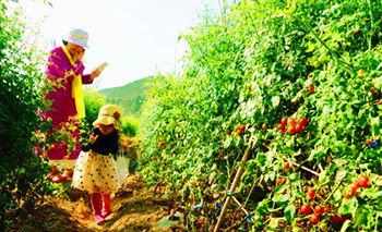 临高东英常年瓜菜基地：自己采摘更有味道！