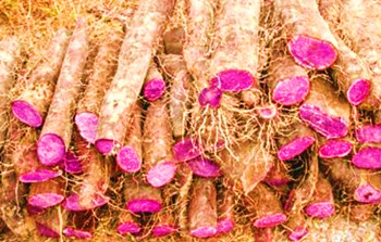 白沙紫玉淮山：肉质紫红色，口感佳，营养丰富