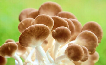 白沙秀珍菇不仅营养丰富，而且味道鲜美