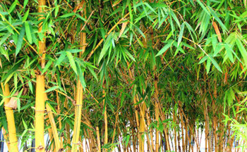 ​白沙：海南的竹子之乡大力发展竹子产业