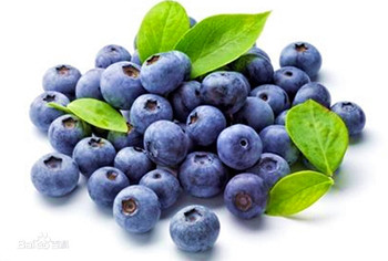 五指山蓝莓：果实较大，果肉饱满