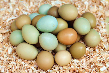 五指山山鸡蛋：蛋清稠，透明清亮，营养丰富