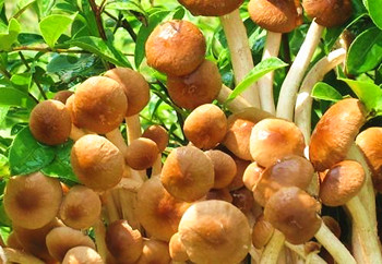 保亭茶树菇：菌蓋细嫩、柄脆、昧纯香、鲜美可口